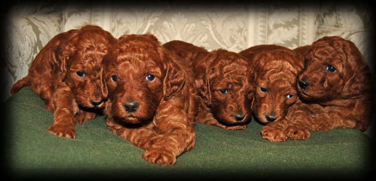 Litter of red standard poodles.