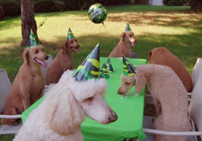 Go to Salty Dog to send this "Poodle Birthday Party" card.