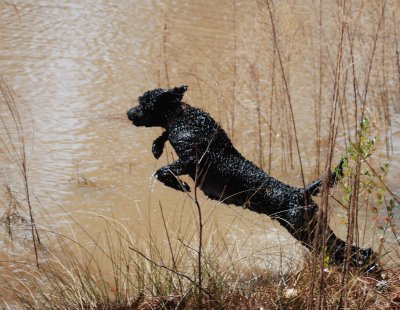 Gunny leaping into the water.
