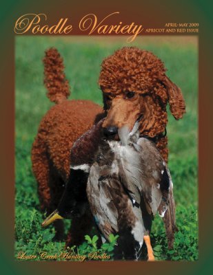 Making the cover of Poodle Variety magazine.