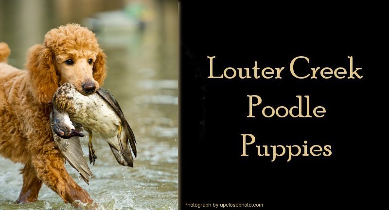 Louter Creek Poodle Puppies
