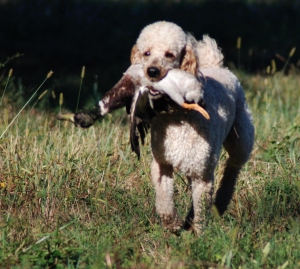 are standard poodles hunters