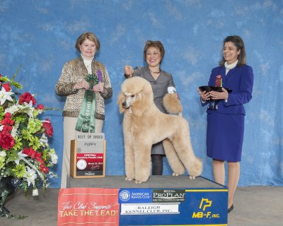  Splasher's Wind Beneath My Wings shown winning Best Puppy at the Cenral Carolina Poodle Club Show 3/23/13.